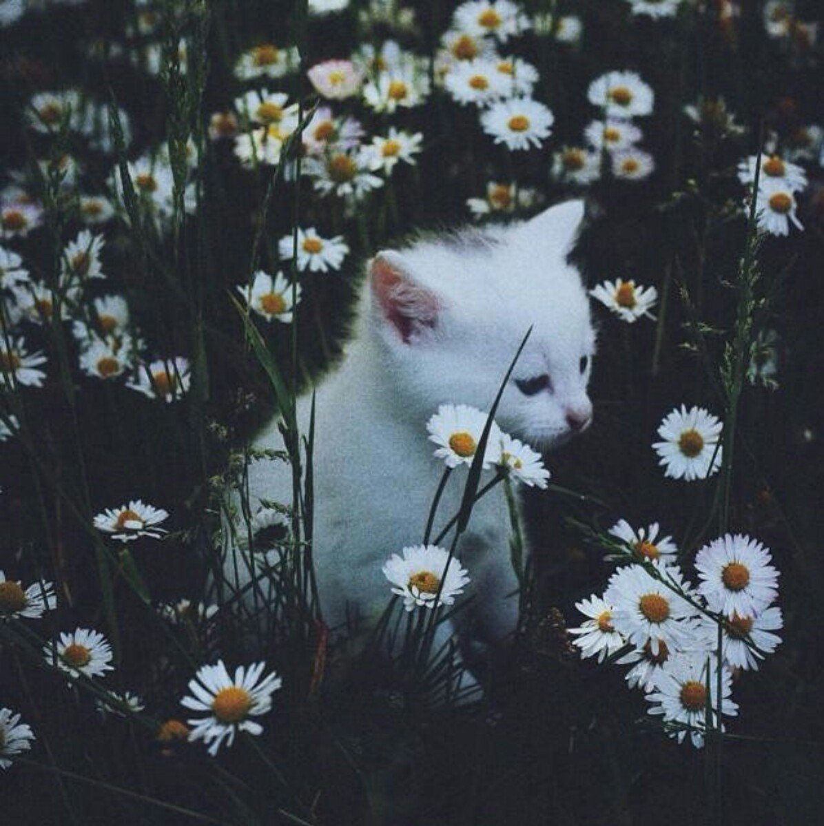 Котенок и кот Эстетика