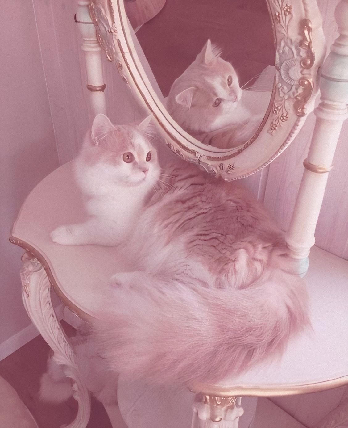 Кот Эстетика