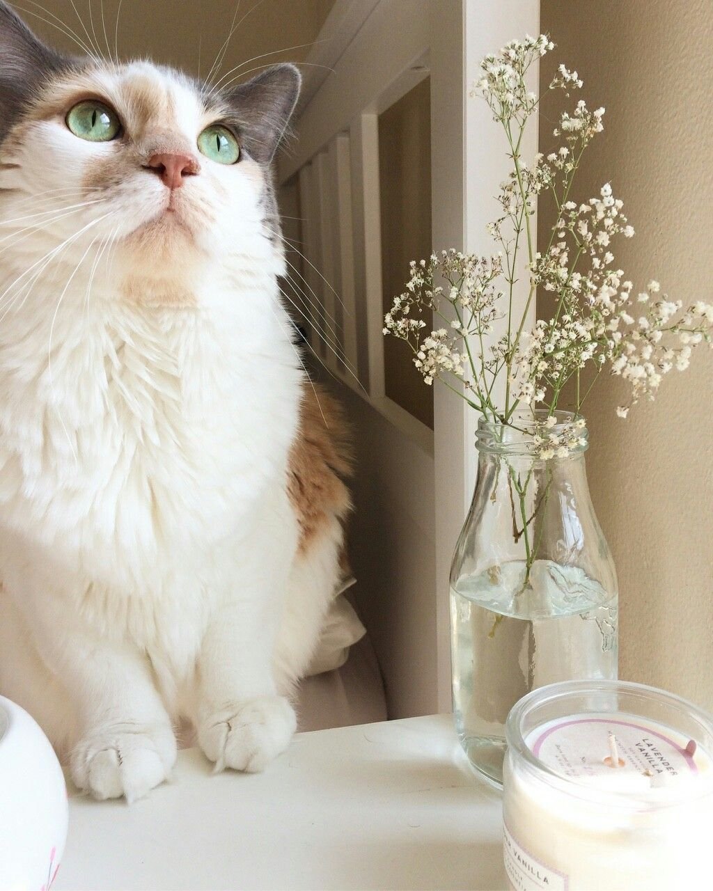 Кот Эстетика