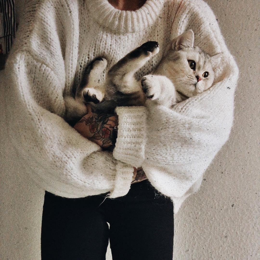 Котята Эстетика