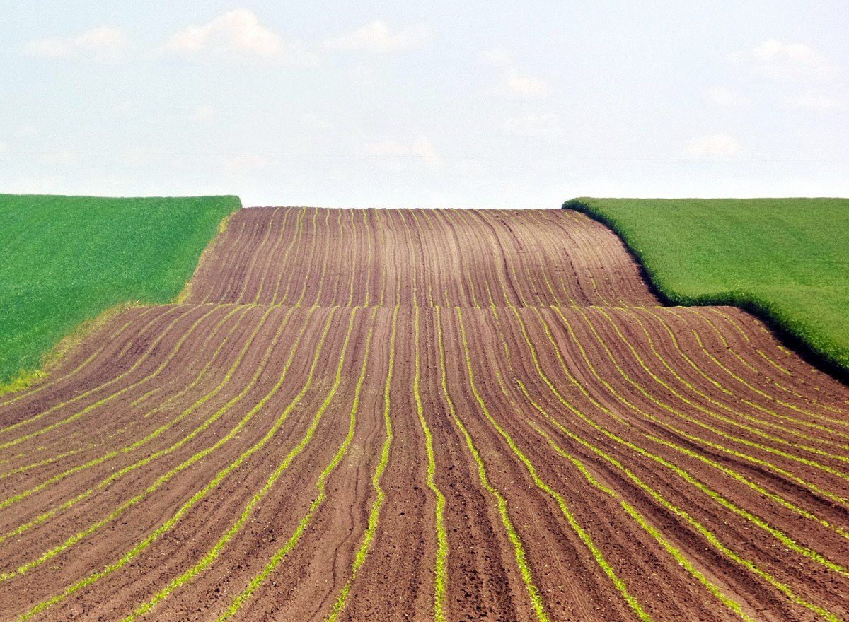 Нива- засеянное поле, пашня.