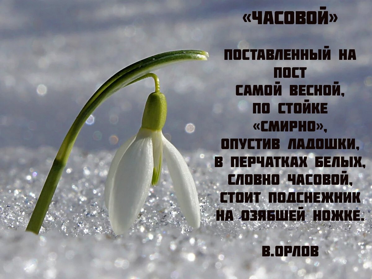 Подснежник Краснова