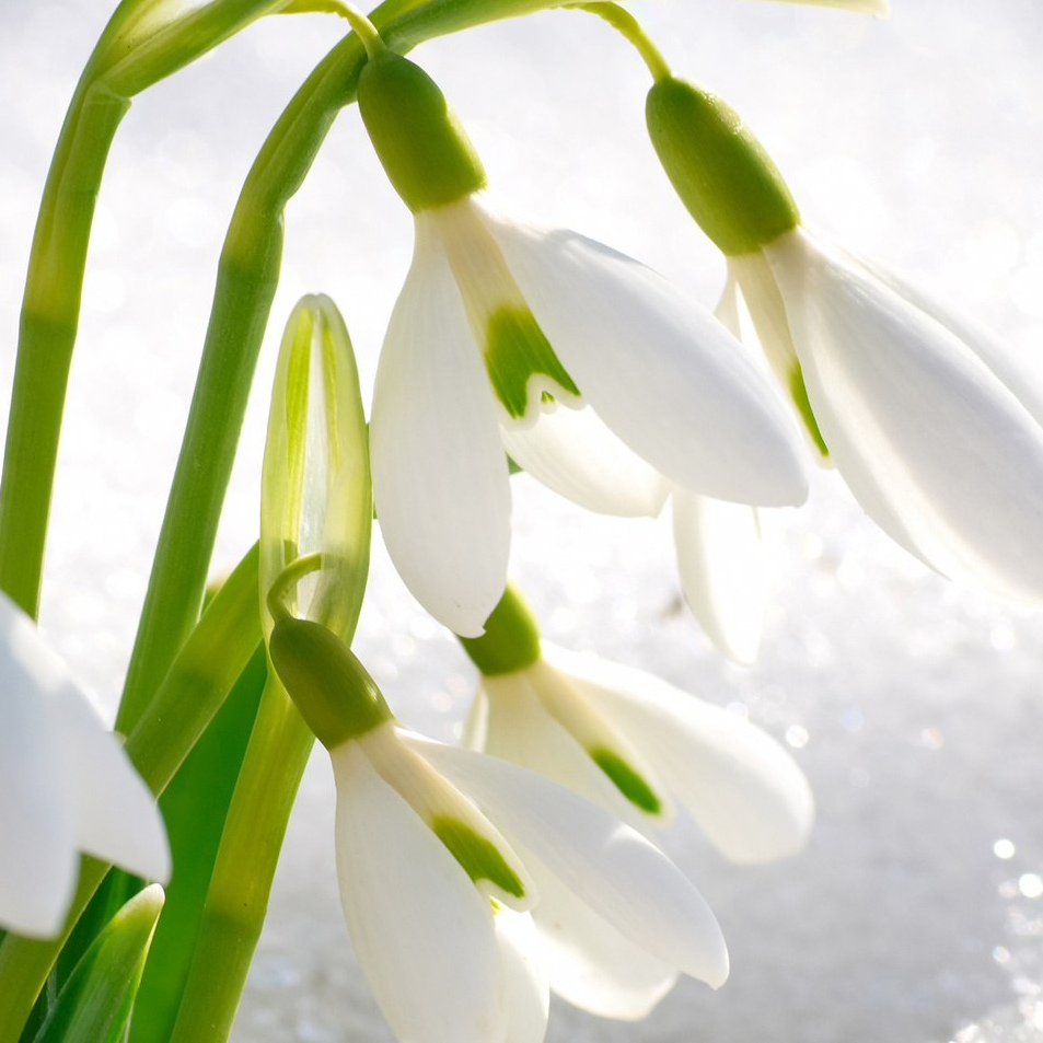 Подснежники натюрморт