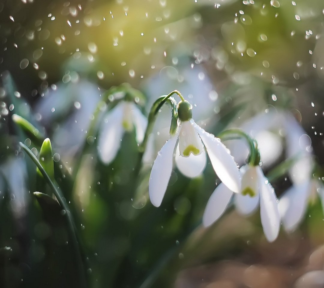 Подснежники в снегу