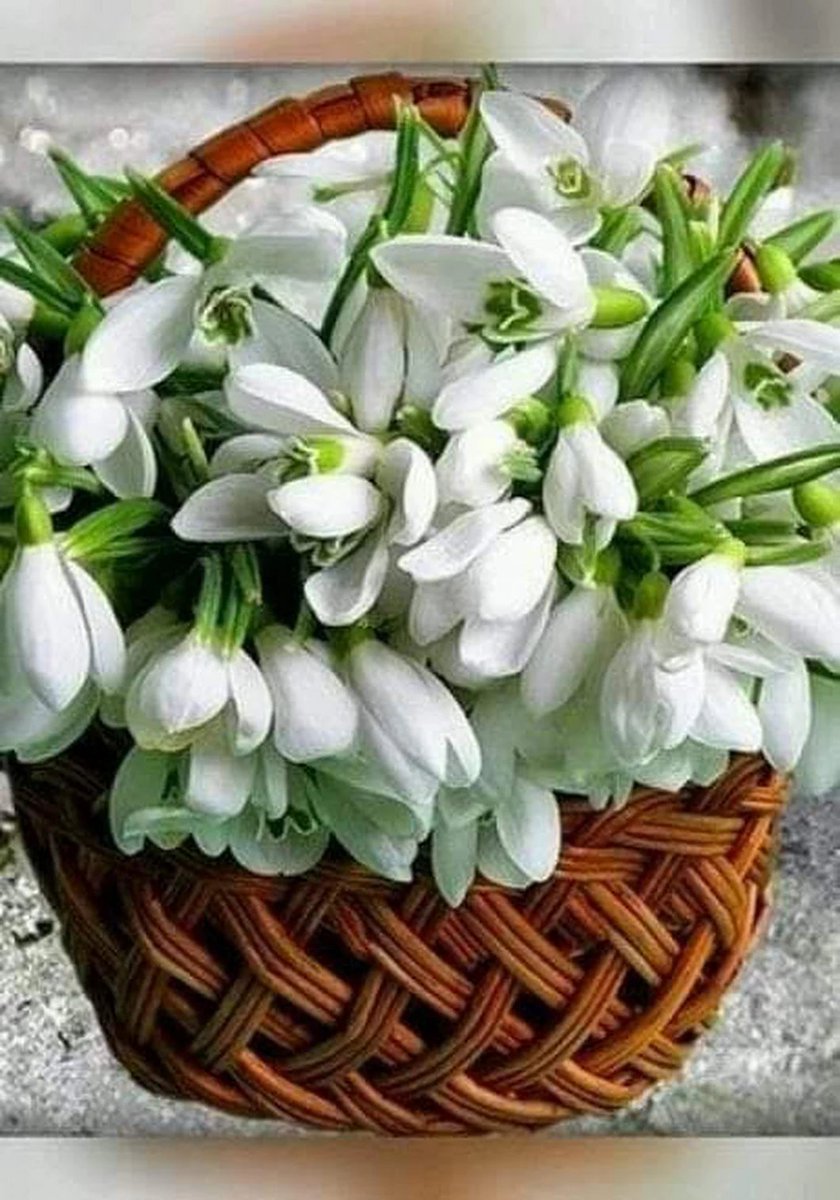 Подснежники на прозрачном фоне