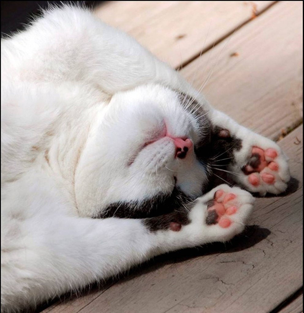 Субботнего позитива