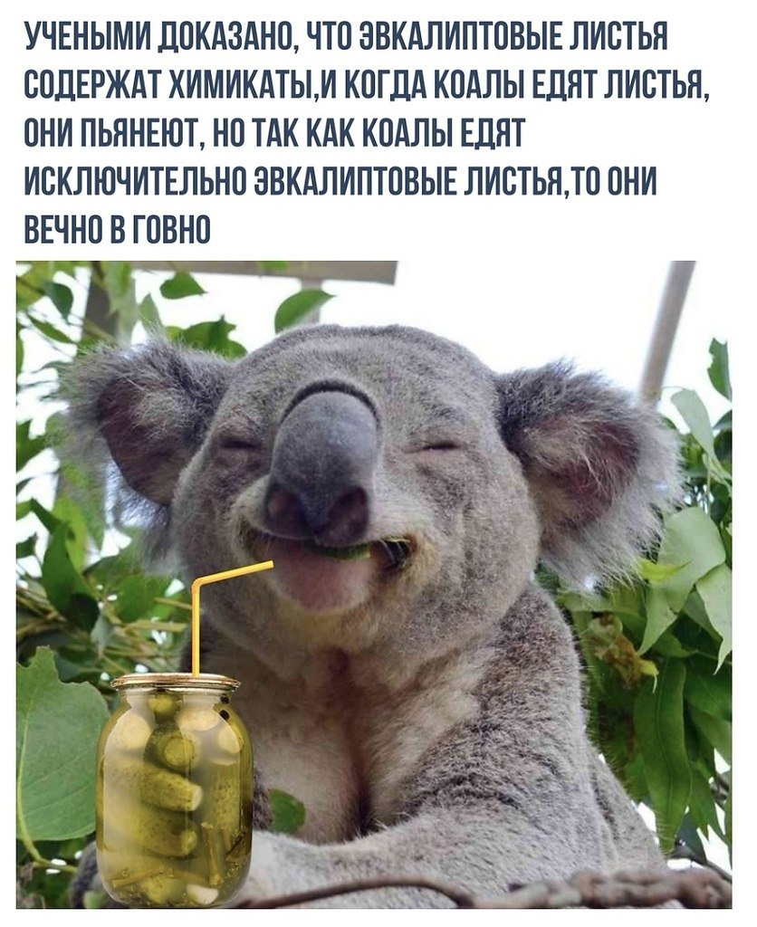 Вечно пьяные коалы