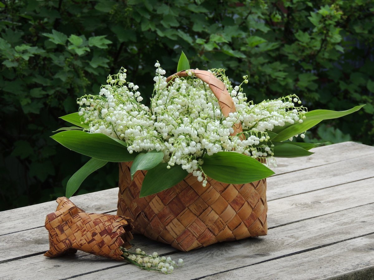 Ландыши Эстетика