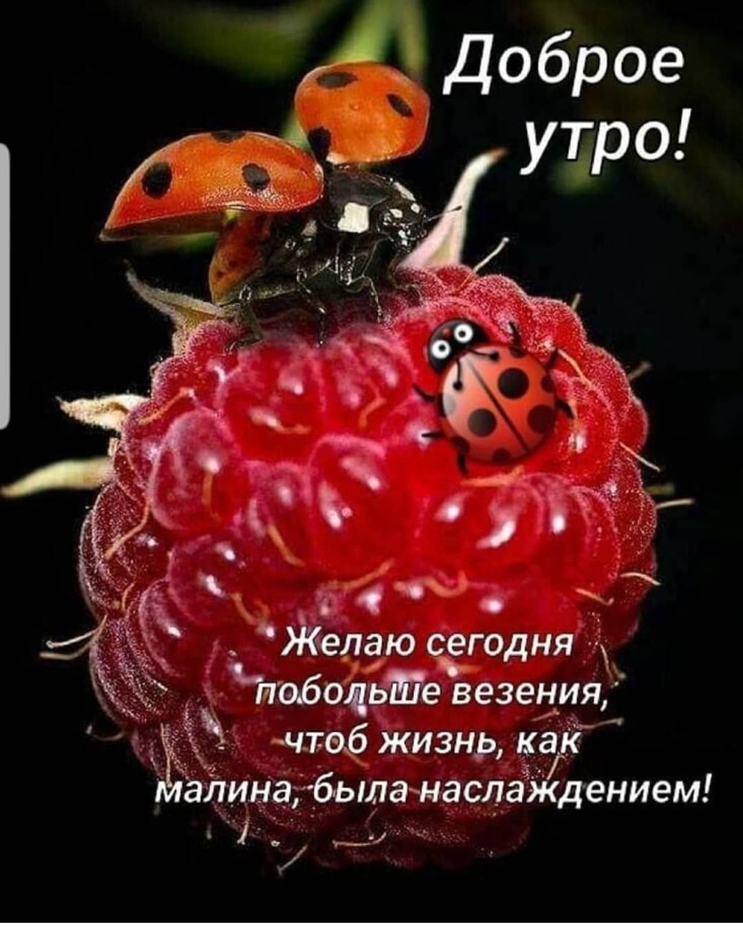 Александра Аюшева