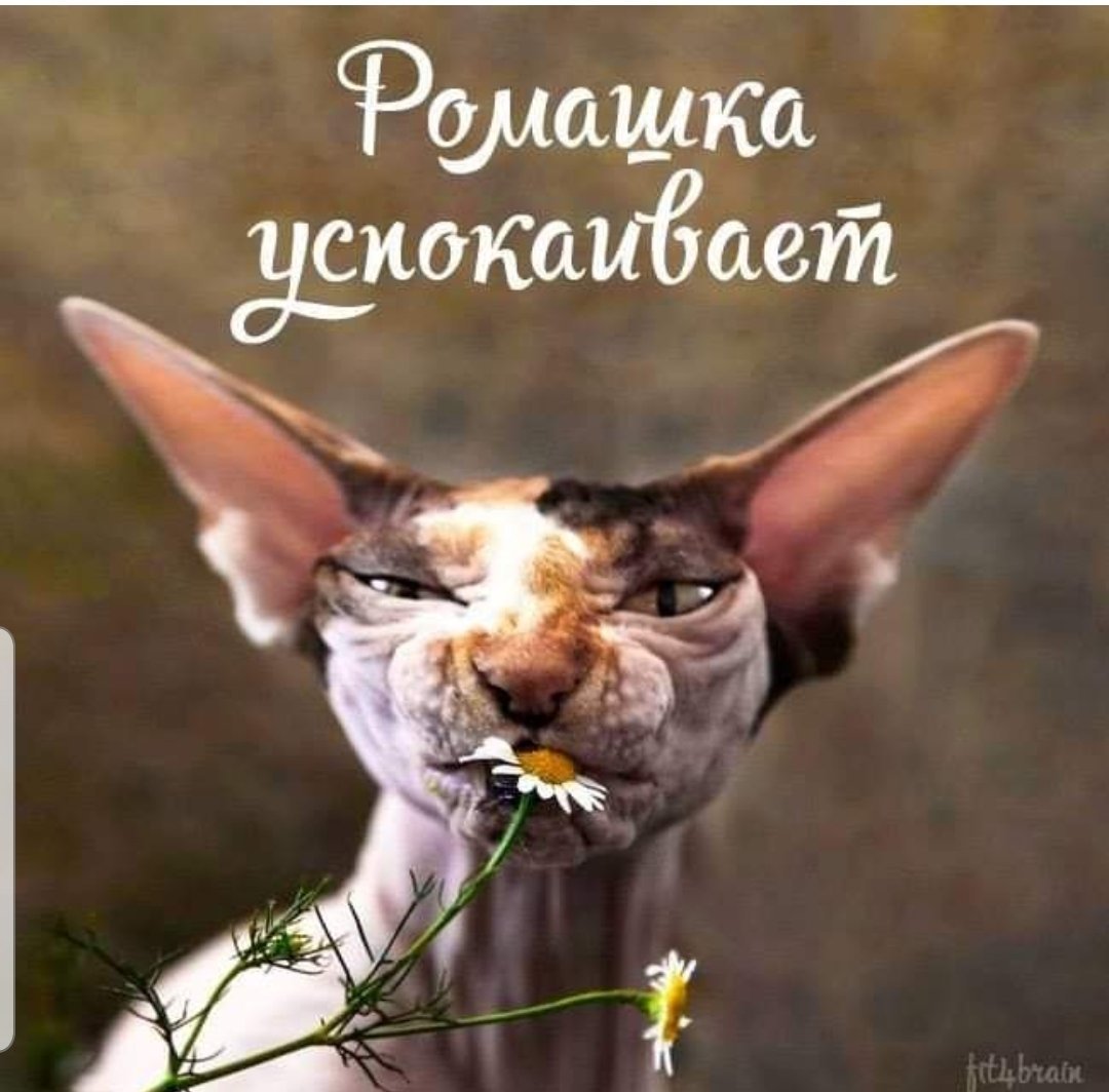 Узбагойся Таня