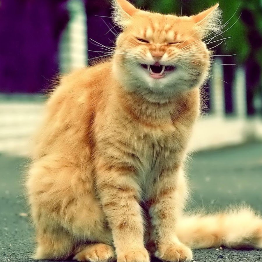 Злой рыжий кот