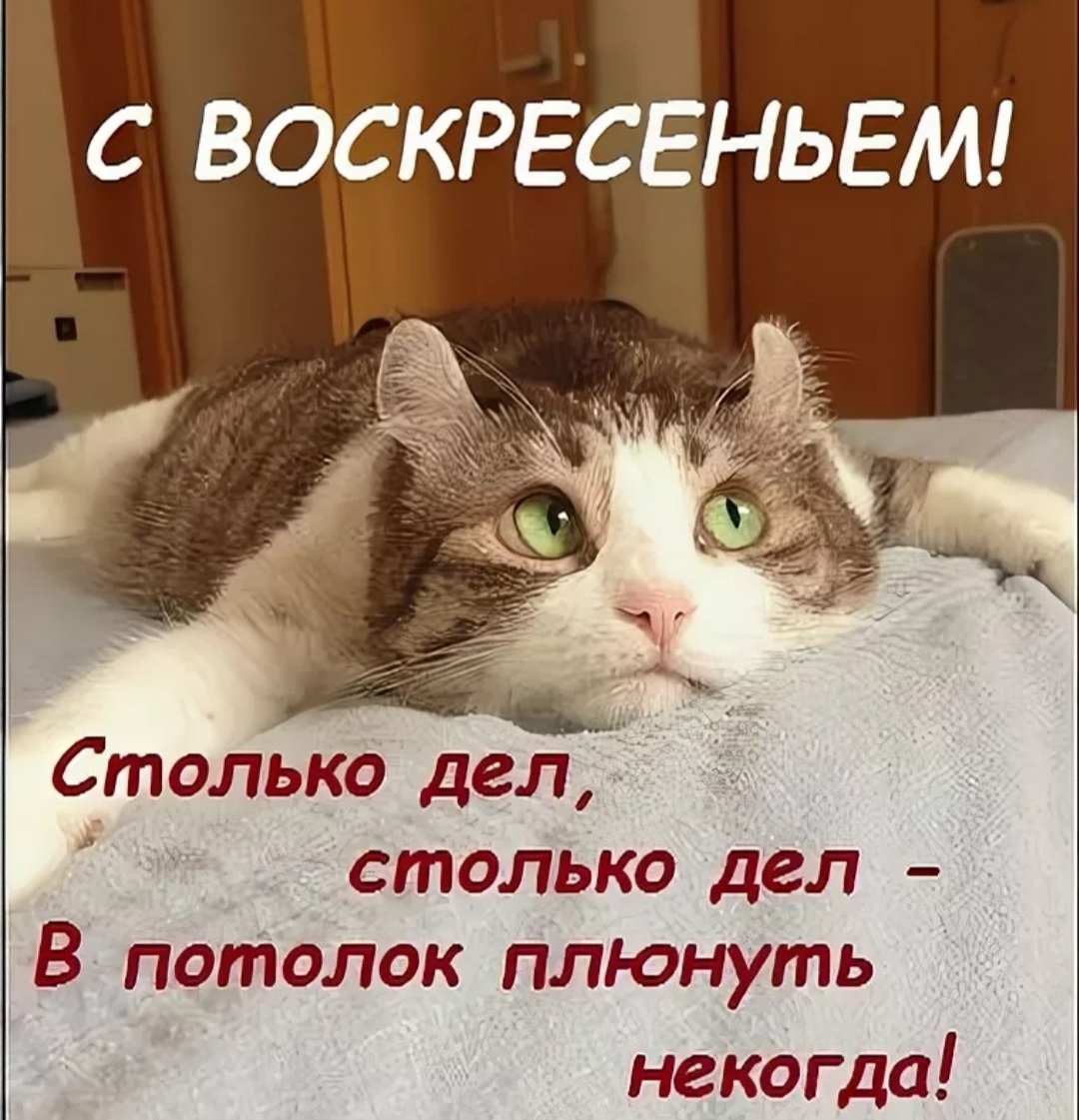 Хорошего воскресенья прикольные