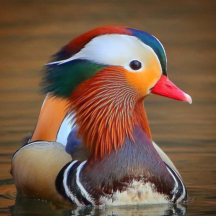 Утка мандармандаринка