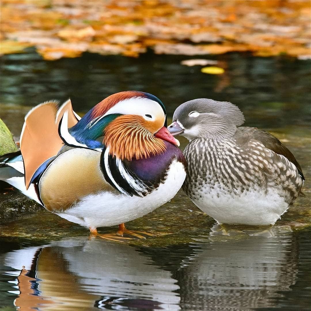 Мандарины Марокко