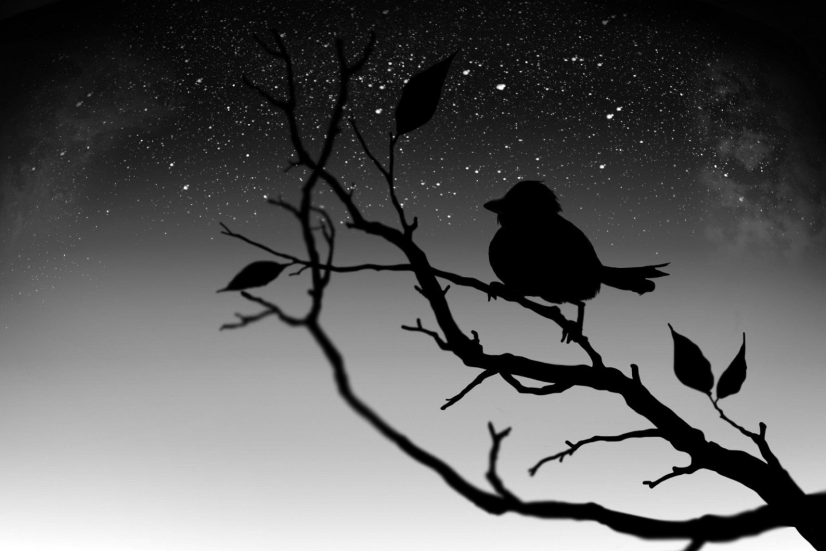 Черные птицы читать. Силуэт птицы. Темный силуэт. Птица черно белая. Птицы на темном фоне.