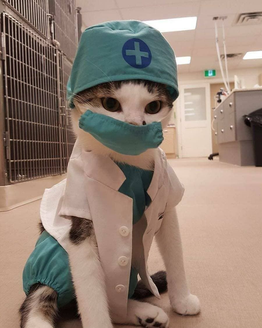 Кот медик