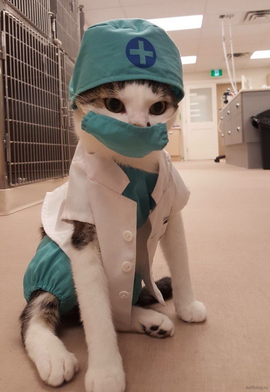 Котик в медицинской маске
