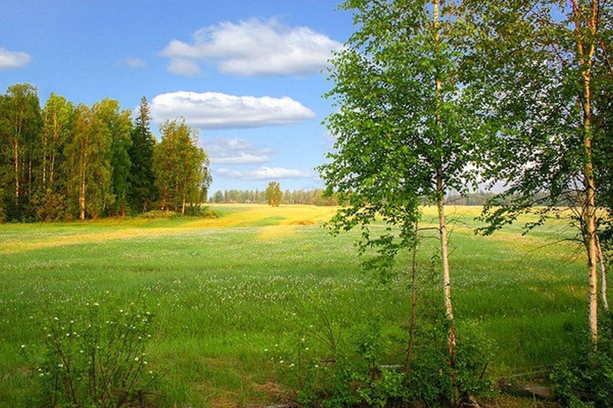 Поле рядом с лесом