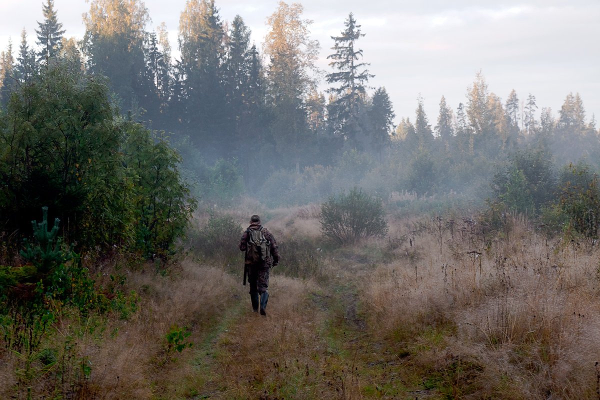 Шишкин перелесок полдень