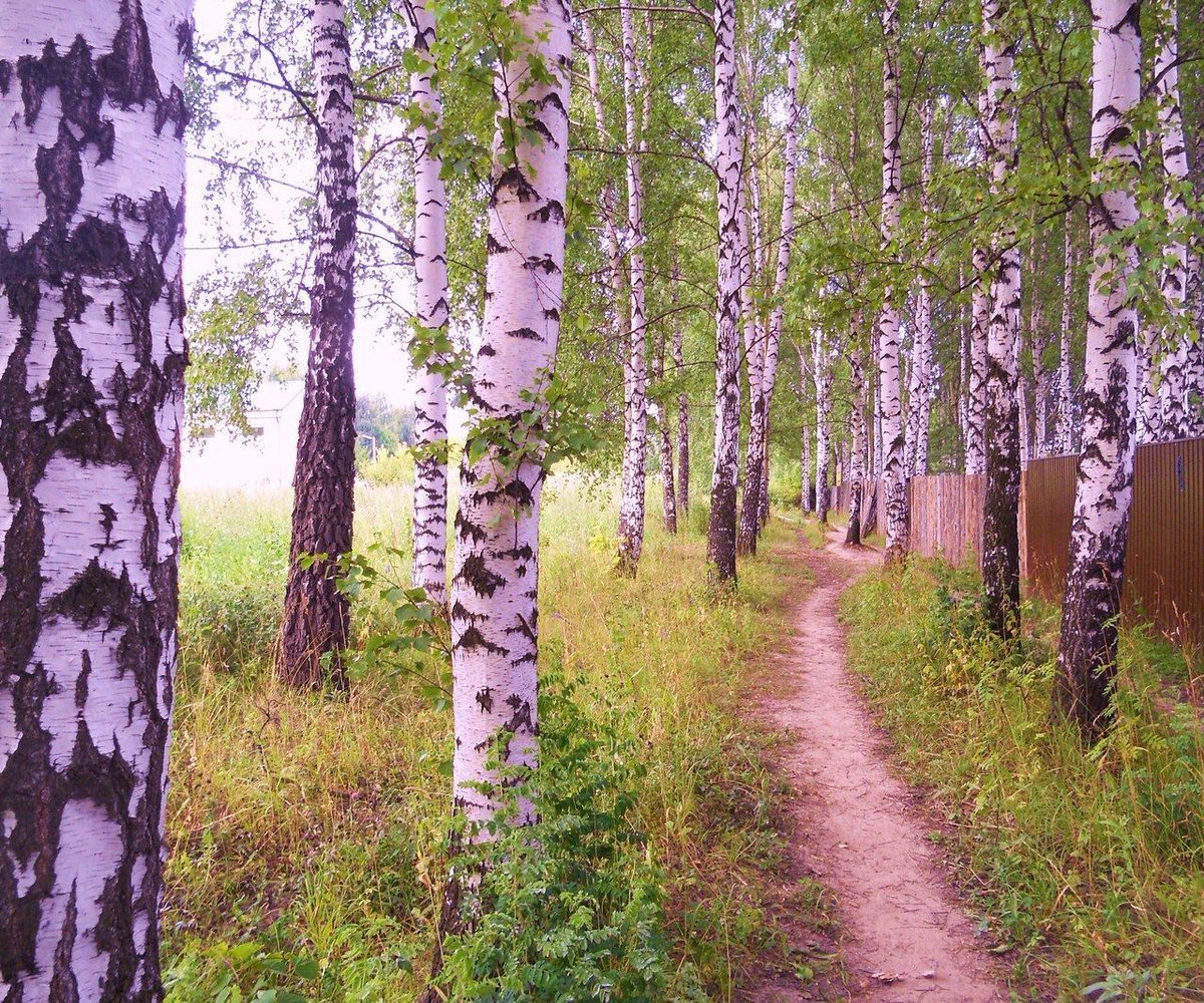 Осень ночь природа туман