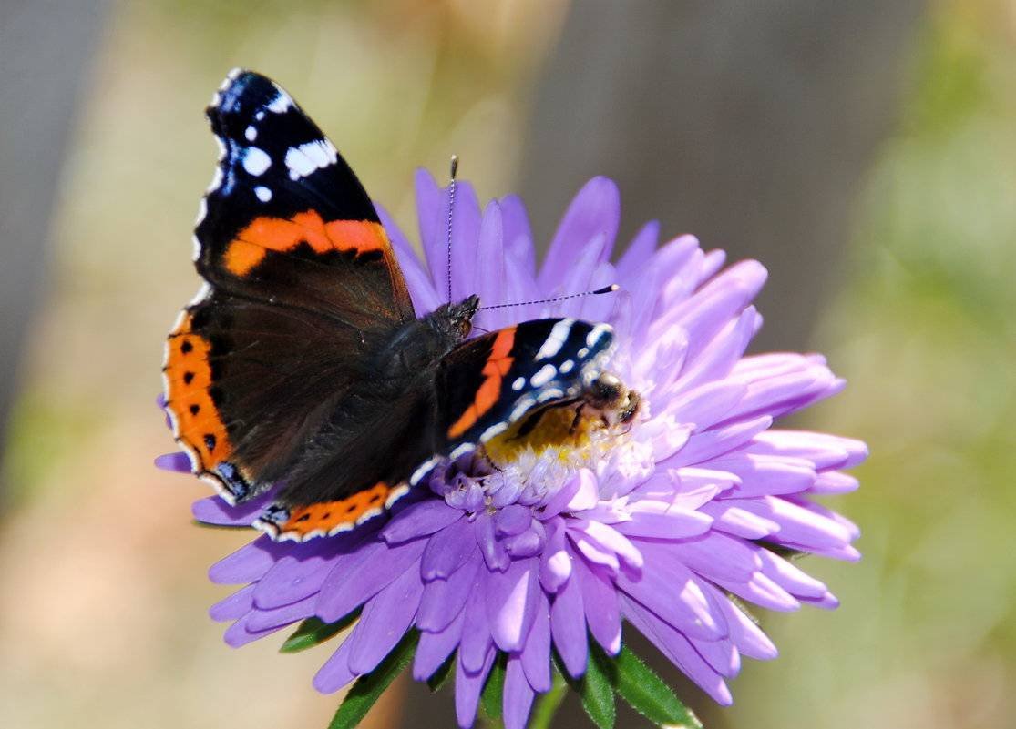 Адмирал полевой бабочка