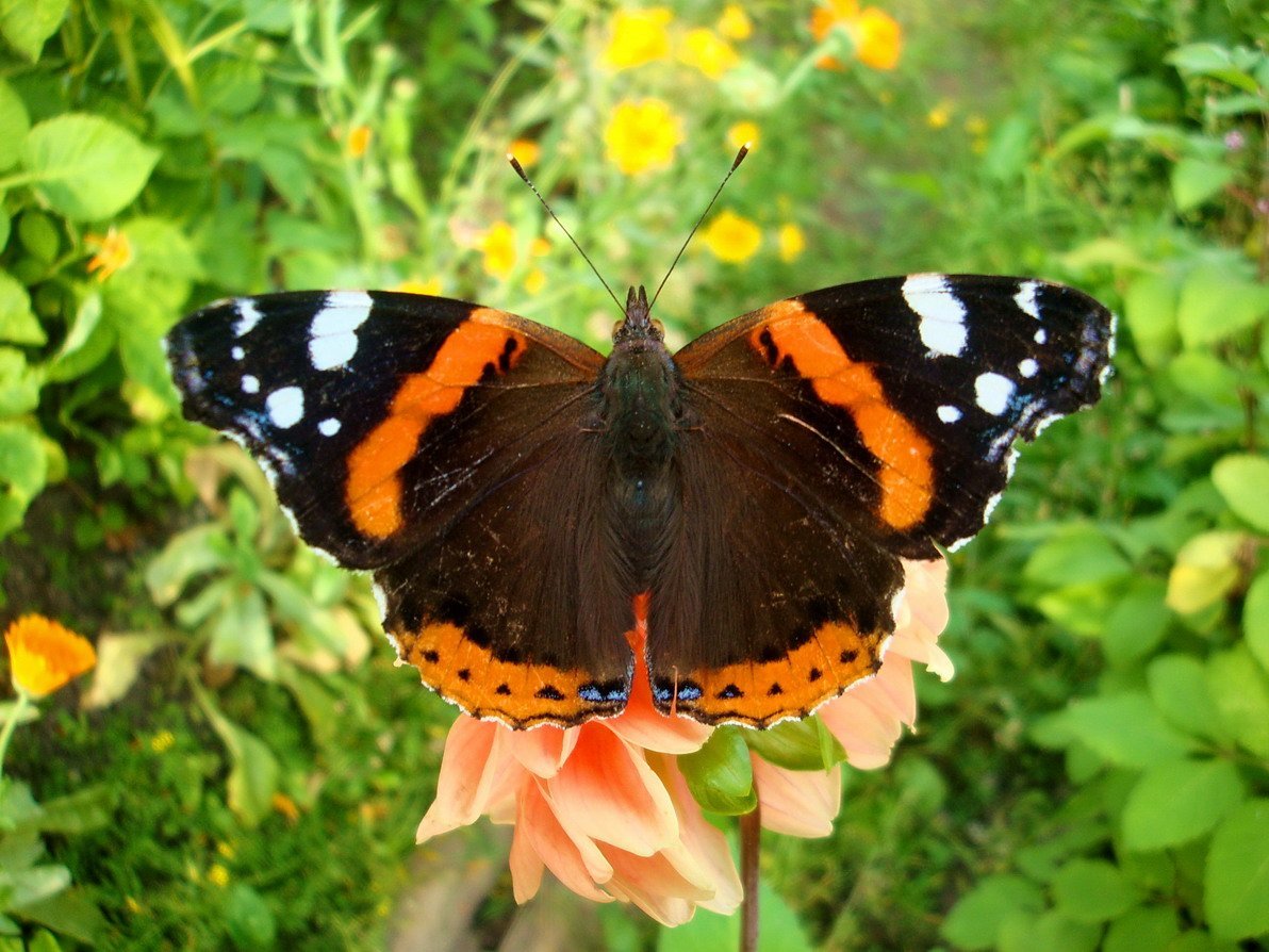 Бабочка Махаон Адмирал