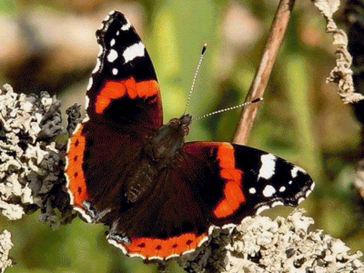 Бабочка Адмирал на белом фоне