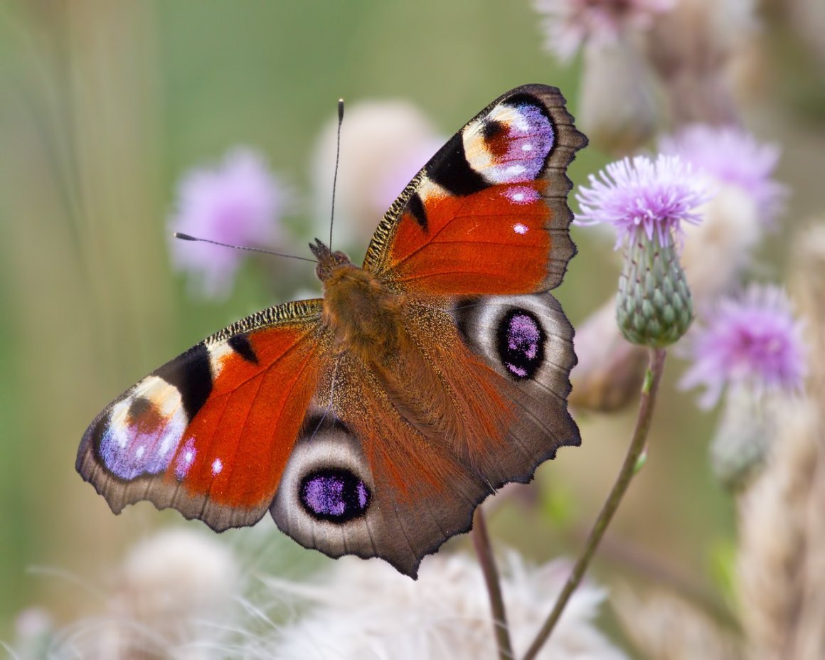 Павлиний глаз (бабочка)