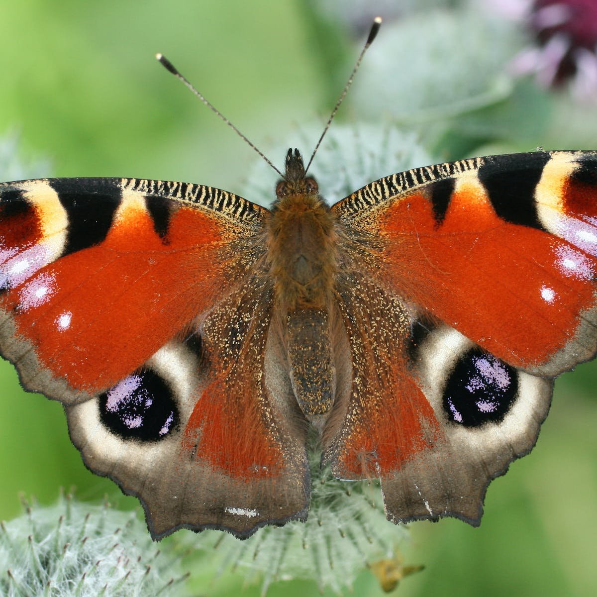 Павлиний глаз (бабочка)