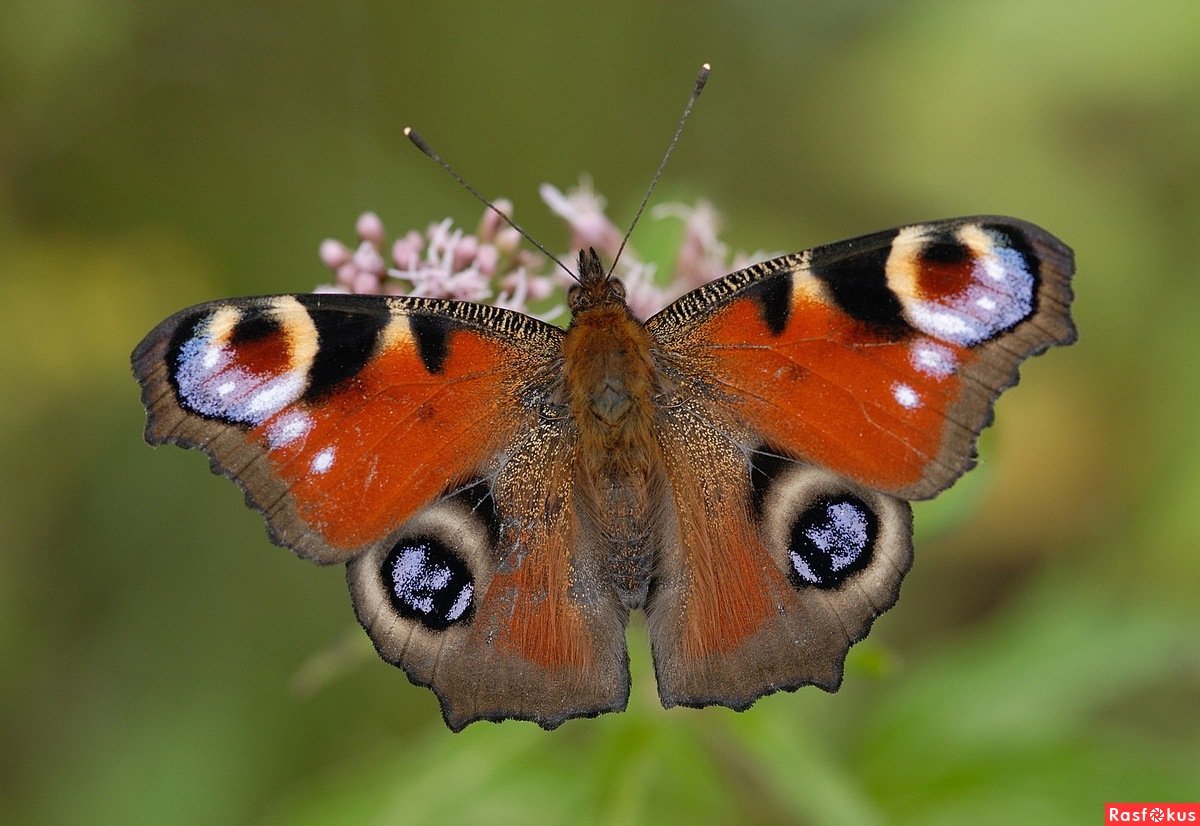 Дневной павлиний глаз бабочка