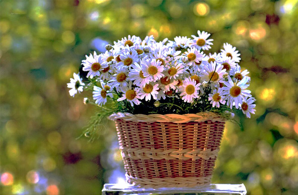 Добрые пожелания с ромашками