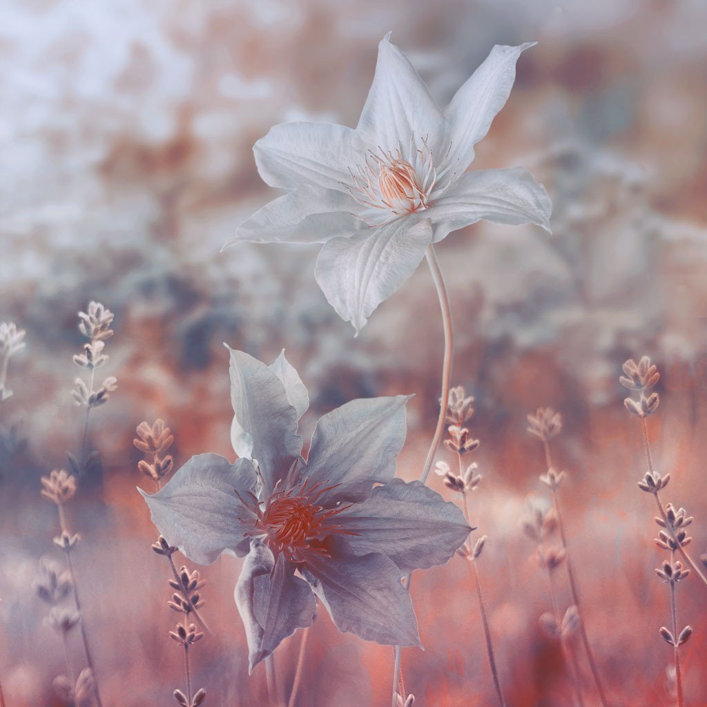 Нежные сказочные цветы