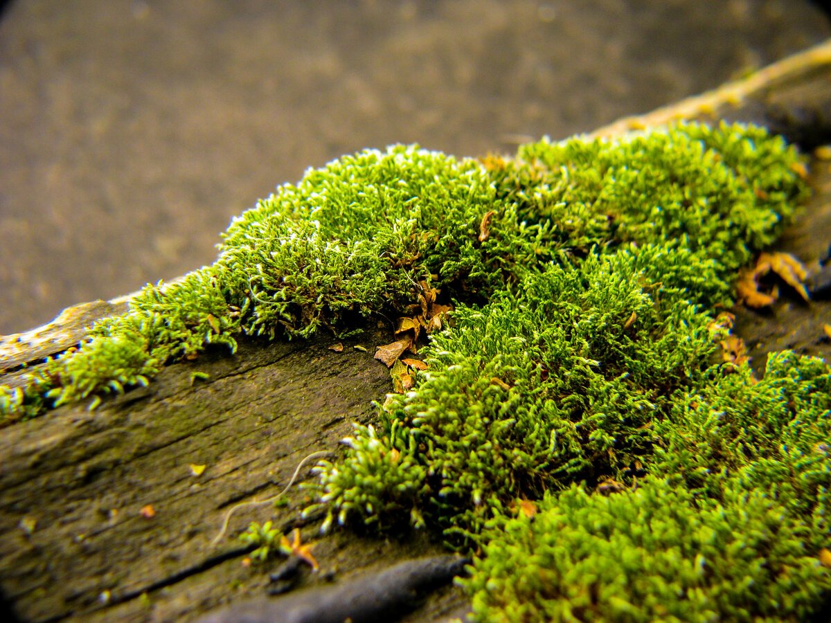 Мох на Камне