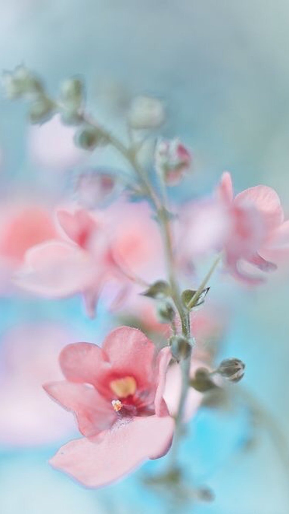 Нежный цветок