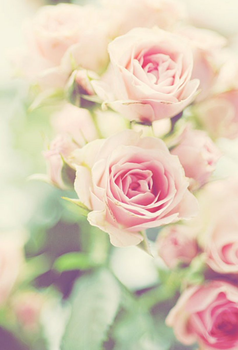 Нежные розовые цветы