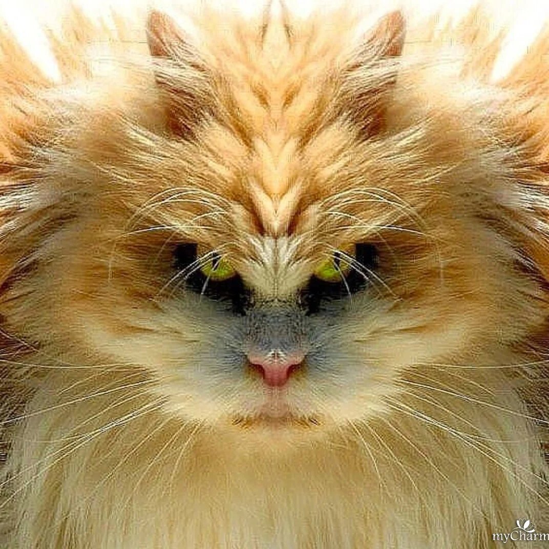 Кот в гневе