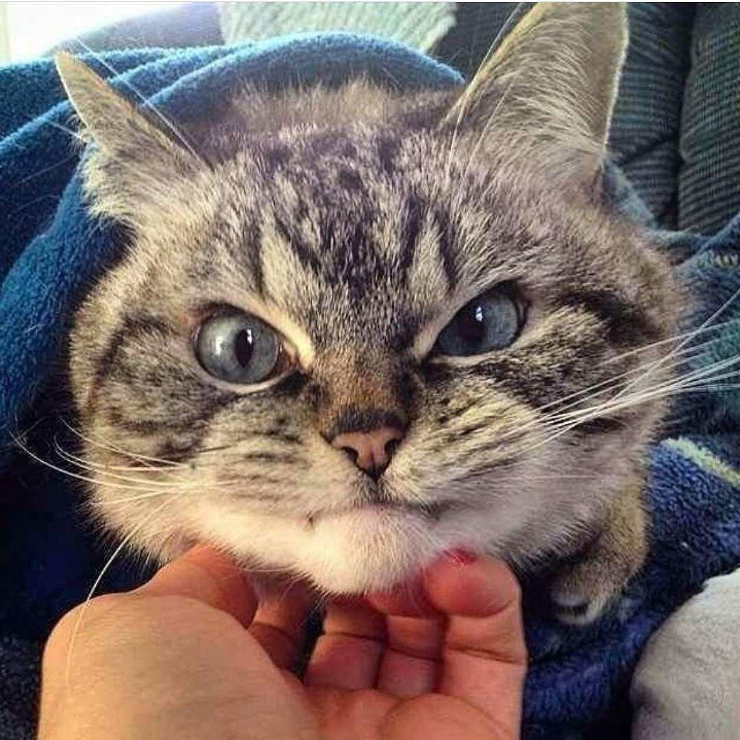 Милые злые котики