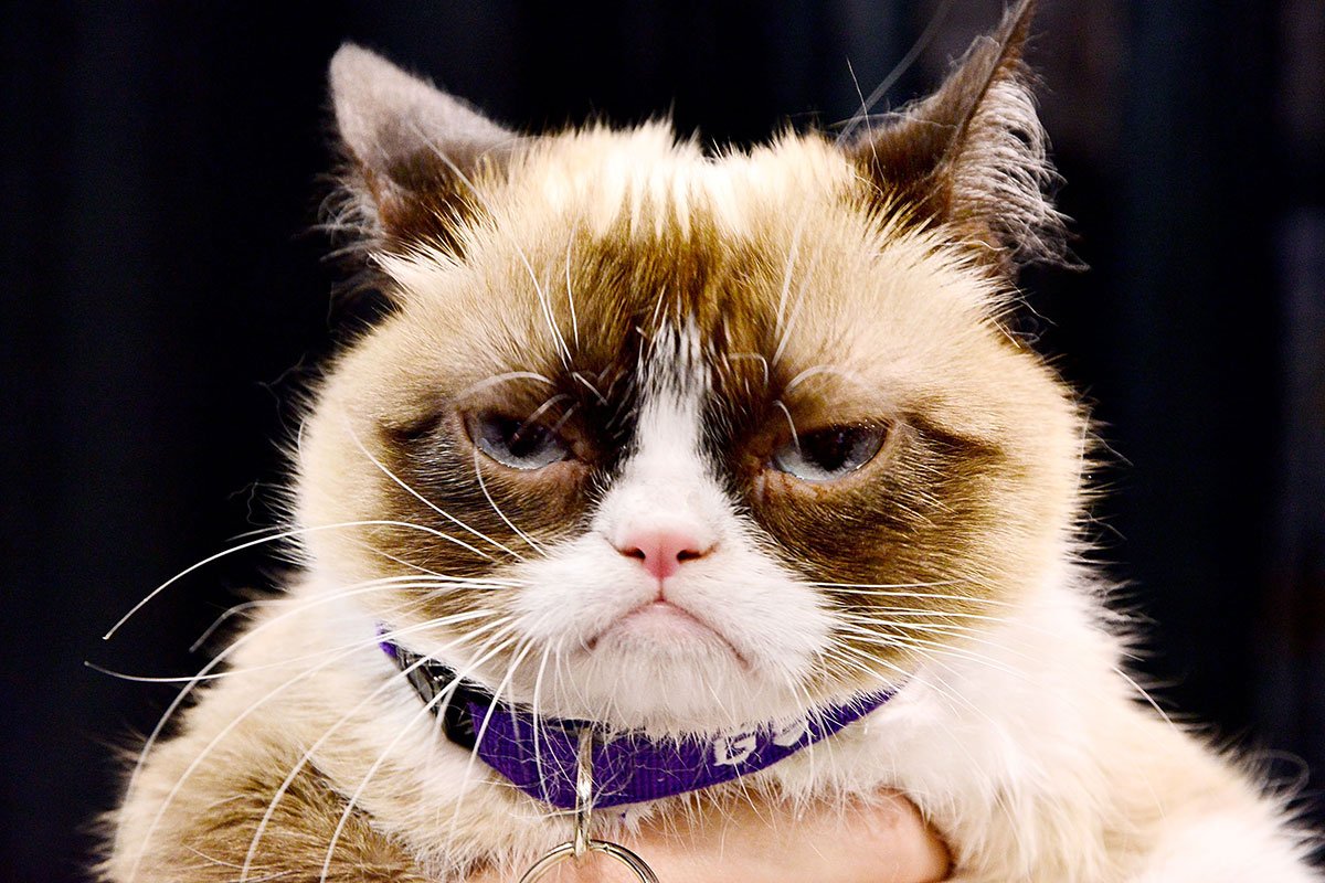 Недовольный кот