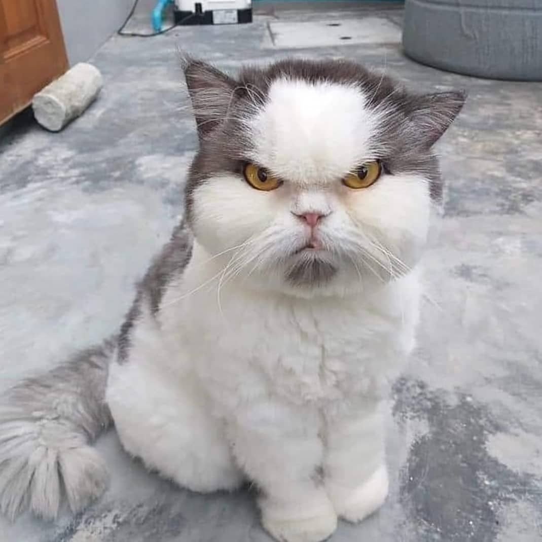 Злой толстый кот