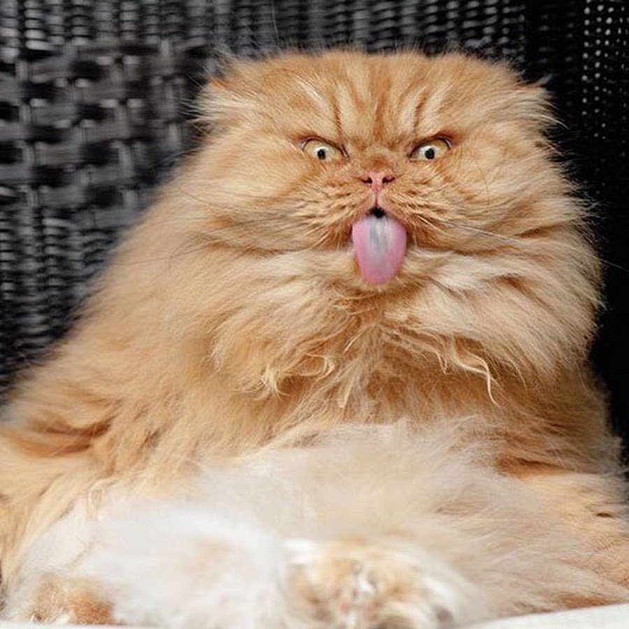 Злой рыжий кот