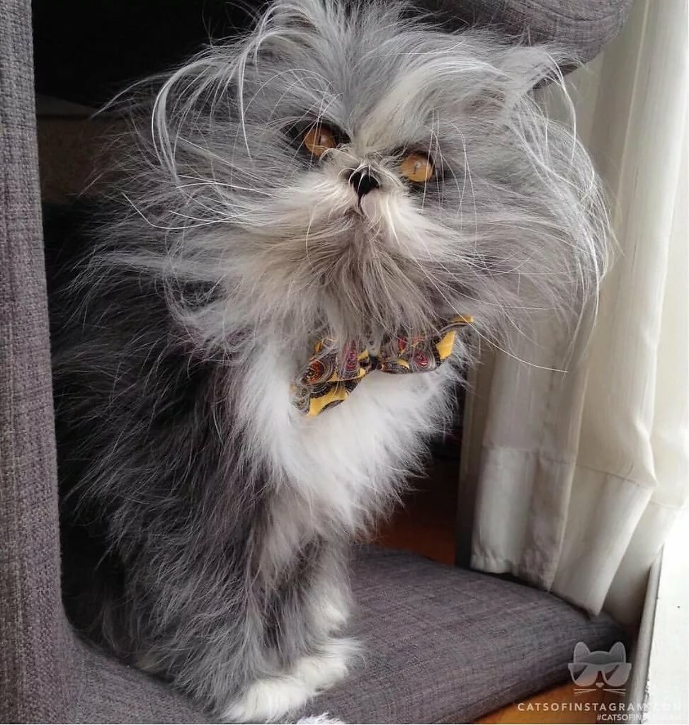 Атчум персидский