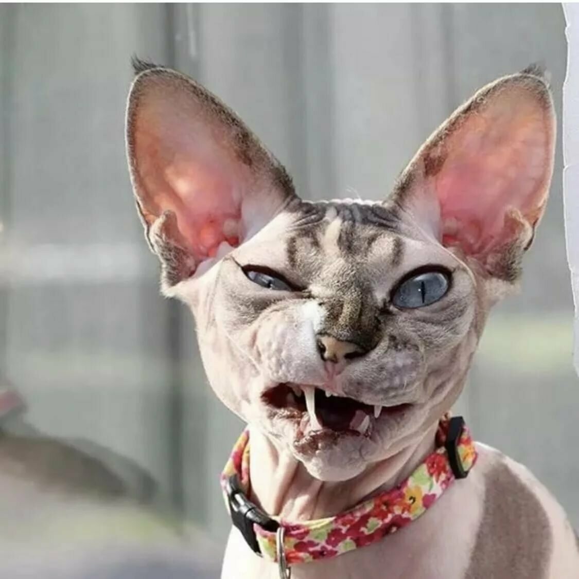 Злой канадский сфинкс