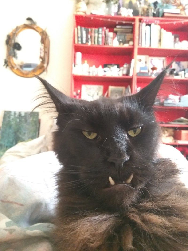 Черный кот с клыками