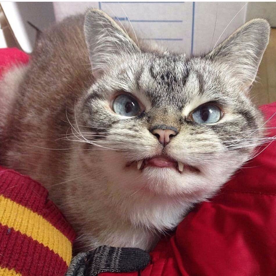 Испуганная морда кота