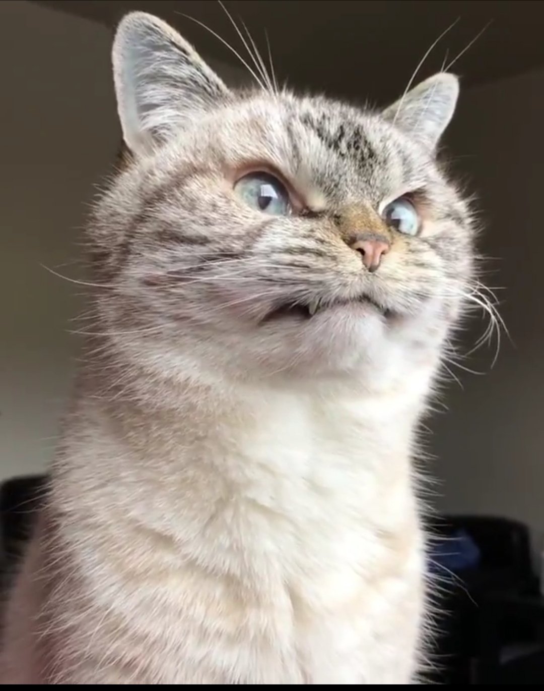 Бешеный кот