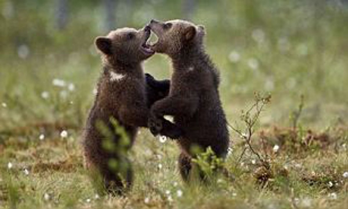 Три медвежонка