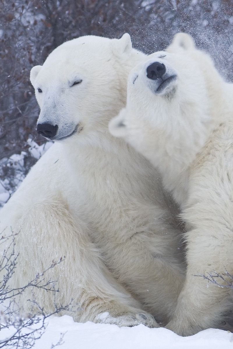 Влюбленные белые медведи