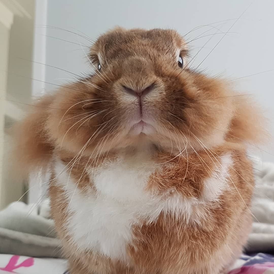 Забавные кролики