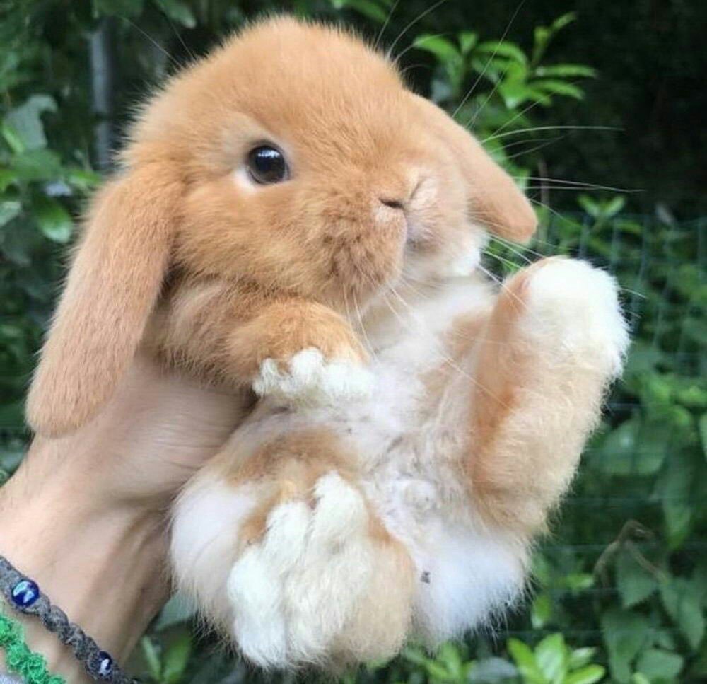 Милый кролик