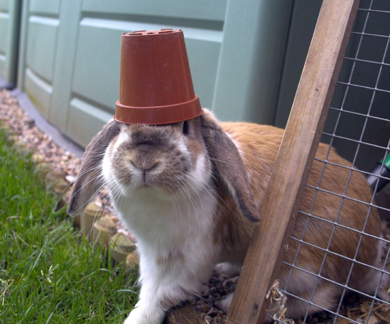 Про смешного зайца. Смешные кролики. Смешной заяц. Кролик прикол. Кролик в каске.